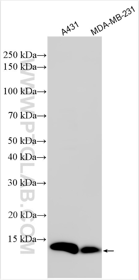 PSMG4 Antibody in Western Blot (WB)
