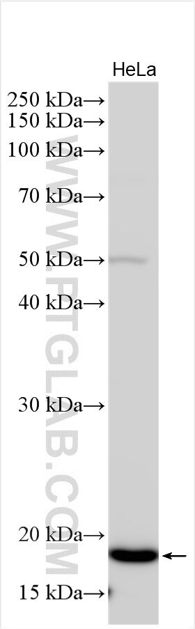 Leiomodin-2 Antibody in Western Blot (WB)