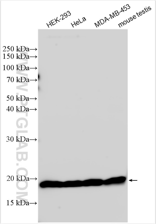 RPS11 Antibody in Western Blot (WB)