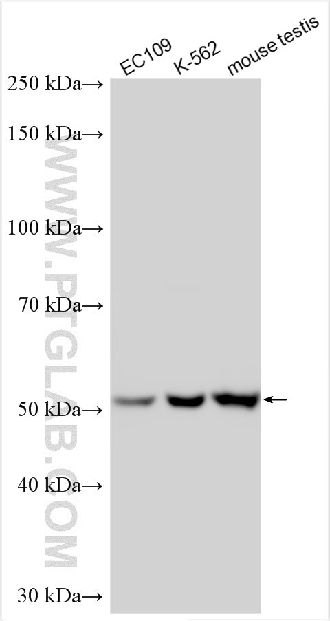 CLK4 Antibody in Western Blot (WB)