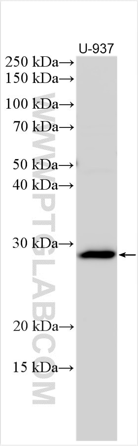 RENBP Antibody in Western Blot (WB)