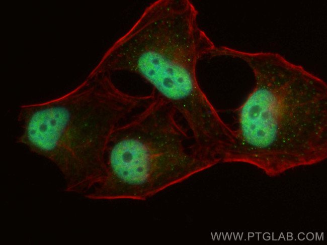 DDX42 Antibody in Immunocytochemistry (ICC/IF)