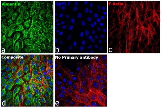 Rabbit IgG (H+L) Cross-Adsorbed Secondary Antibody in Immunocytochemistry (ICC/IF)