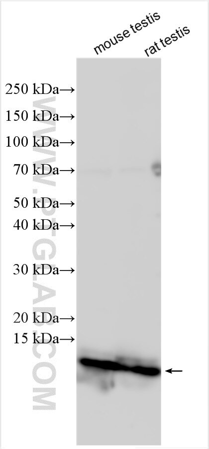 BANF2 Antibody in Western Blot (WB)