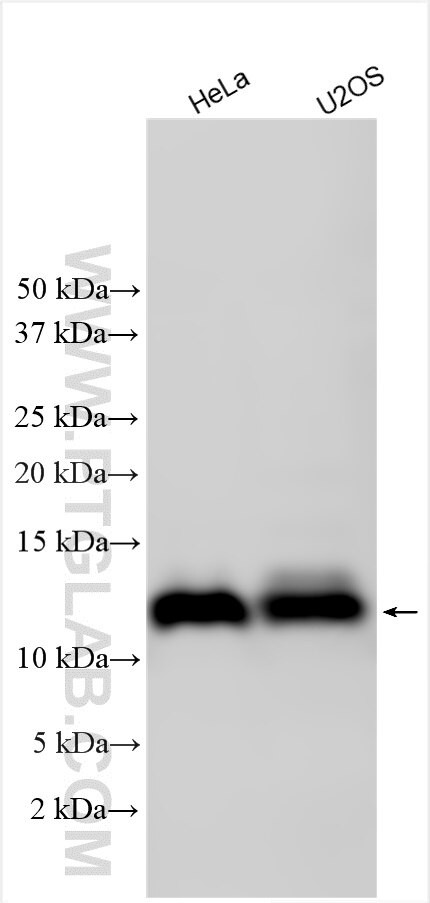 C18orf32 Antibody in Western Blot (WB)
