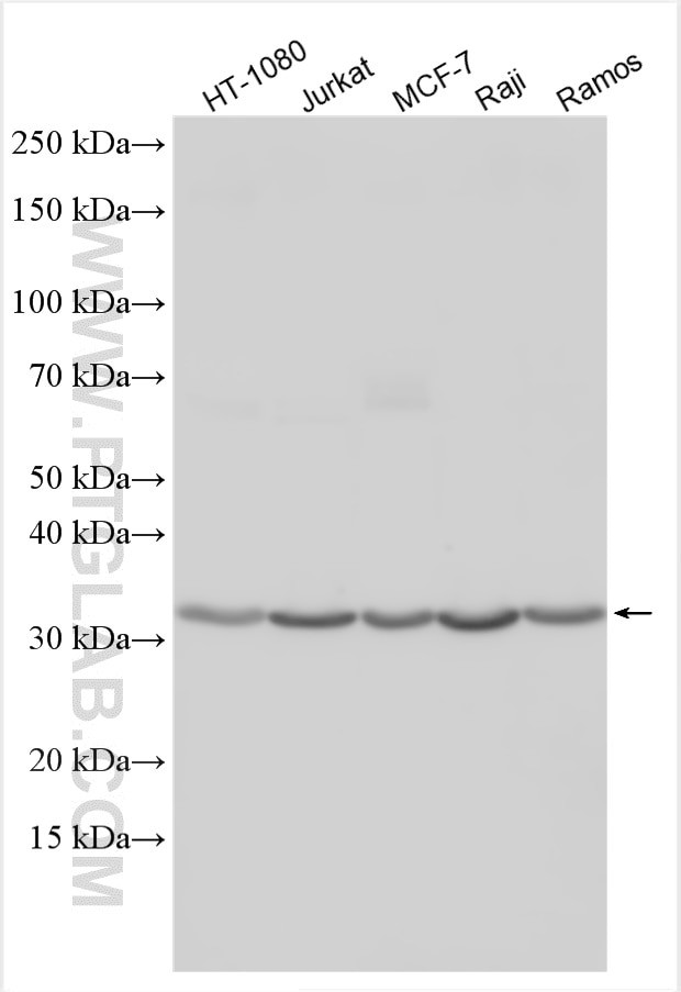 FOLR2 Antibody in Western Blot (WB)