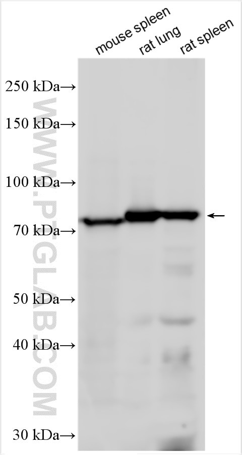Lactotransferrin/LTF Antibody in Western Blot (WB)