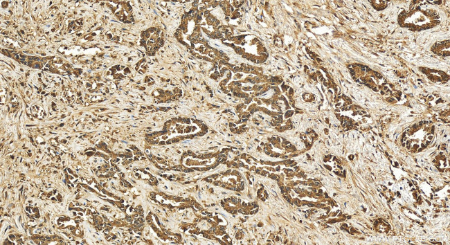 ARFGEF2 Antibody in Immunohistochemistry (Paraffin) (IHC (P))