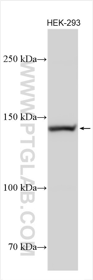 Collagen Type VI Antibody in Western Blot (WB)
