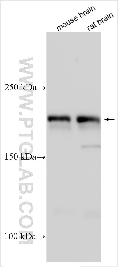 RAPGEF2 Antibody in Western Blot (WB)