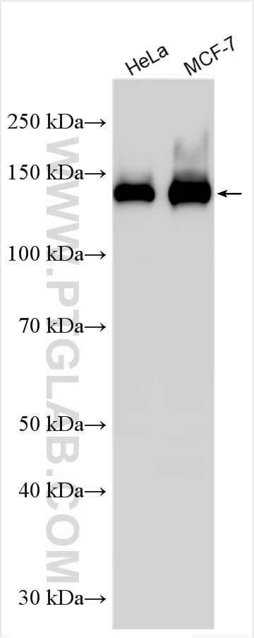 EPS15 Antibody in Western Blot (WB)