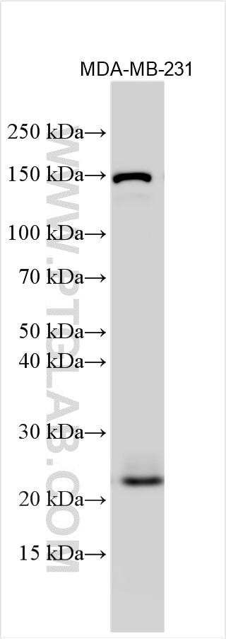 RAB21 Antibody in Western Blot (WB)