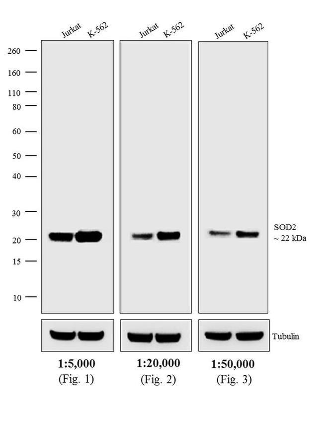 Mouse IgG (H+L) Secondary Antibody in Western Blot (WB)