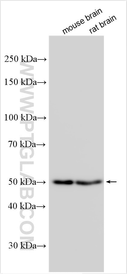TMEM135 Antibody in Western Blot (WB)