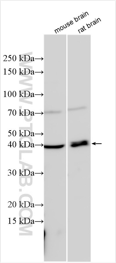 SLC10A4 Antibody in Western Blot (WB)
