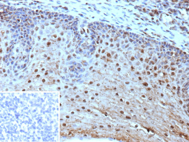 HLA-E (Major histocompatibility complex, class I, E) Antibody in Immunohistochemistry (Paraffin) (IHC (P))