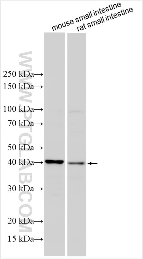 OSTA Antibody in Western Blot (WB)