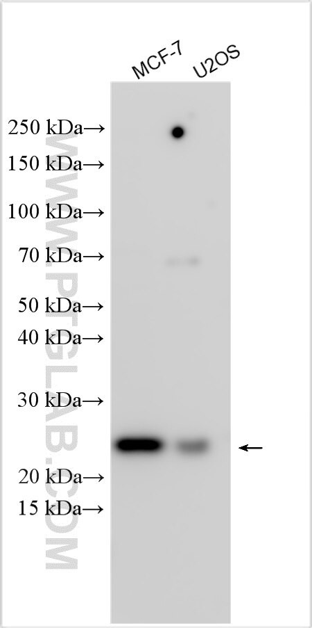COMMD4 Antibody in Western Blot (WB)