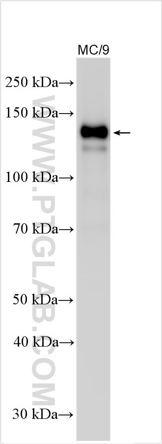 IGFBP1 Antibody in Western Blot (WB)
