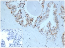 HLA-G (Major Histocompatibility Complex, class I, G) Antibody in Immunohistochemistry (Paraffin) (IHC (P))