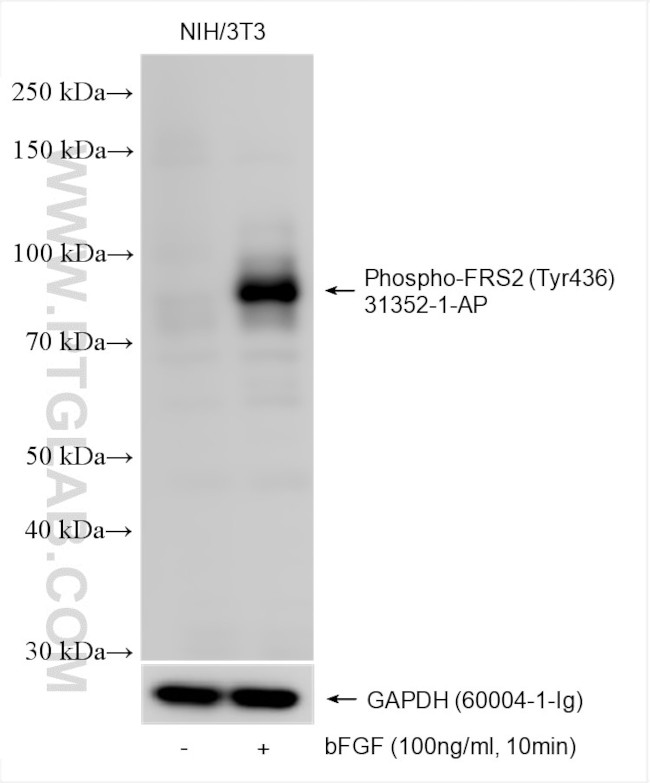 Phospho-FRS2 (Tyr436) Antibody in Western Blot (WB)
