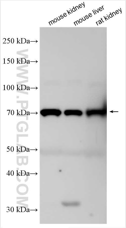 SLC15A5 Antibody in Western Blot (WB)