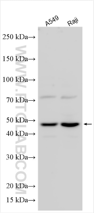 POLA1 Antibody in Western Blot (WB)