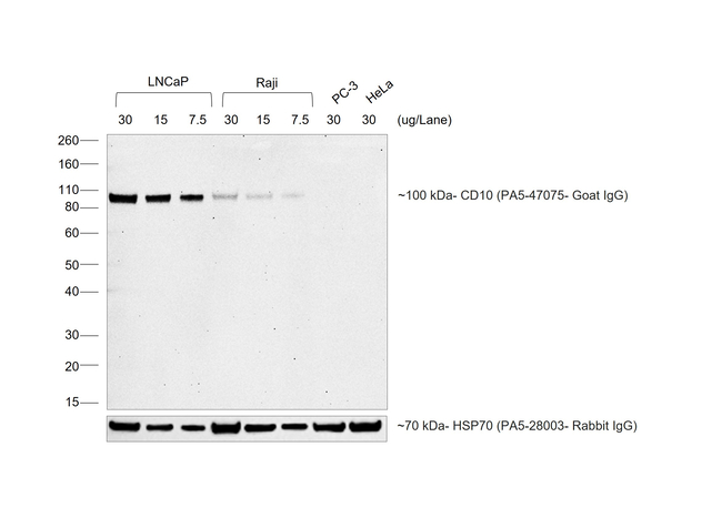 Goat IgG (H+L) Cross-Adsorbed Secondary Antibody in Western Blot (WB)