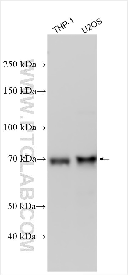 ZNF467 Antibody in Western Blot (WB)