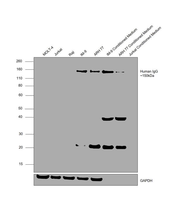 Human IgG F(ab')2 Cross-Adsorbed Secondary Antibody in Western Blot (WB)