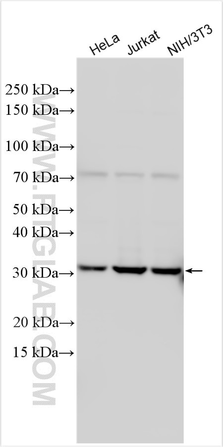 NEK7 Antibody in Western Blot (WB)