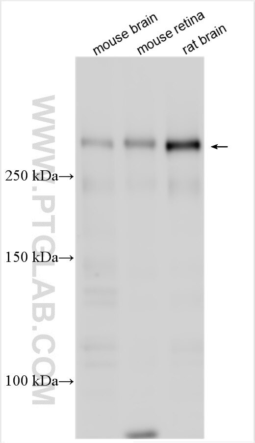 UNC79 Antibody in Western Blot (WB)