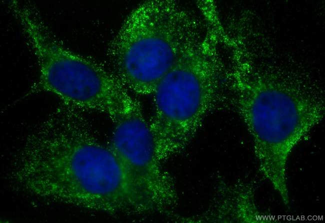 C20orf26 Antibody in Immunocytochemistry (ICC/IF)