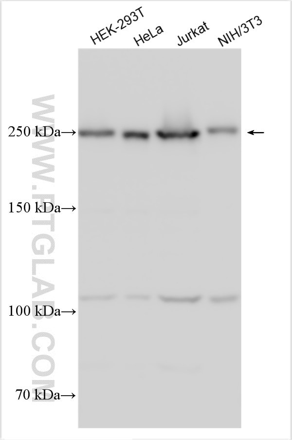 INTS1 Antibody in Western Blot (WB)