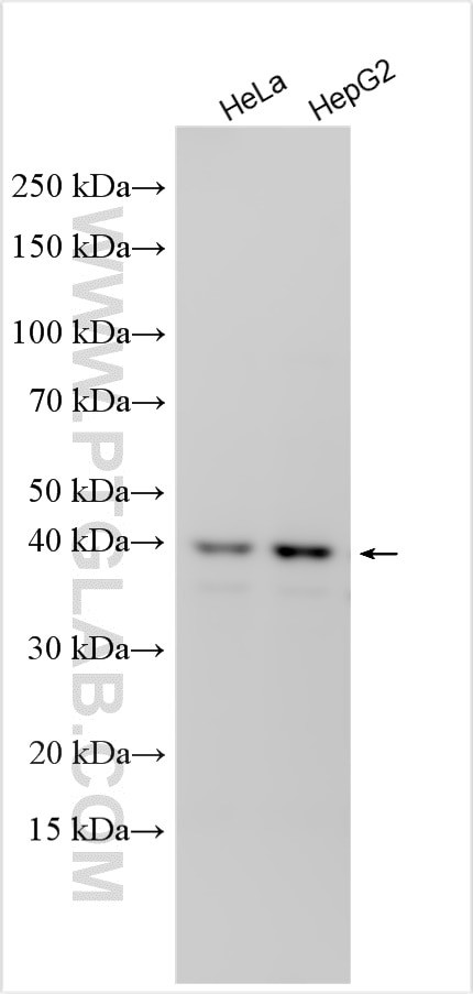 GNA12 Antibody in Western Blot (WB)
