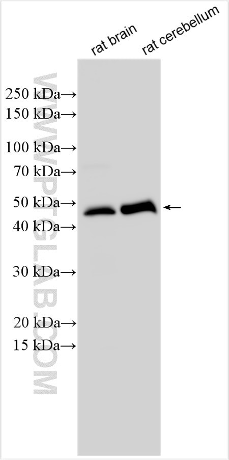 ERMN Antibody in Western Blot (WB)