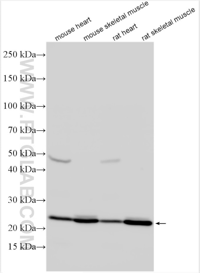 SLC35B3 Antibody in Western Blot (WB)