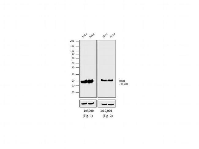 Mouse IgG F(ab')2 Secondary Antibody in Western Blot (WB)