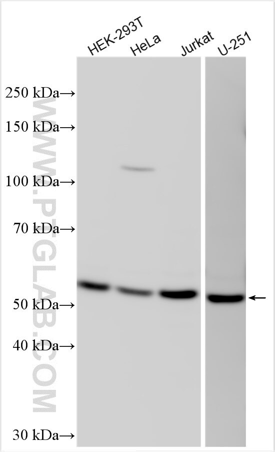 WDR21A Antibody in Western Blot (WB)