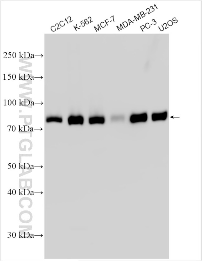 WASF2 Antibody in Western Blot (WB)