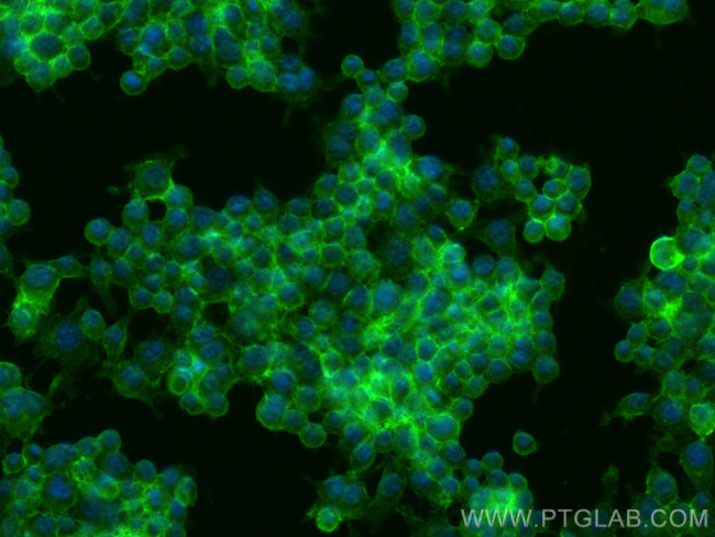 CD155/PVR Antibody in Immunocytochemistry (ICC/IF)