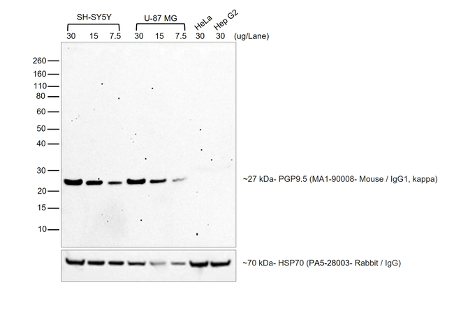 Mouse IgG (H+L) Secondary Antibody in Western Blot (WB)