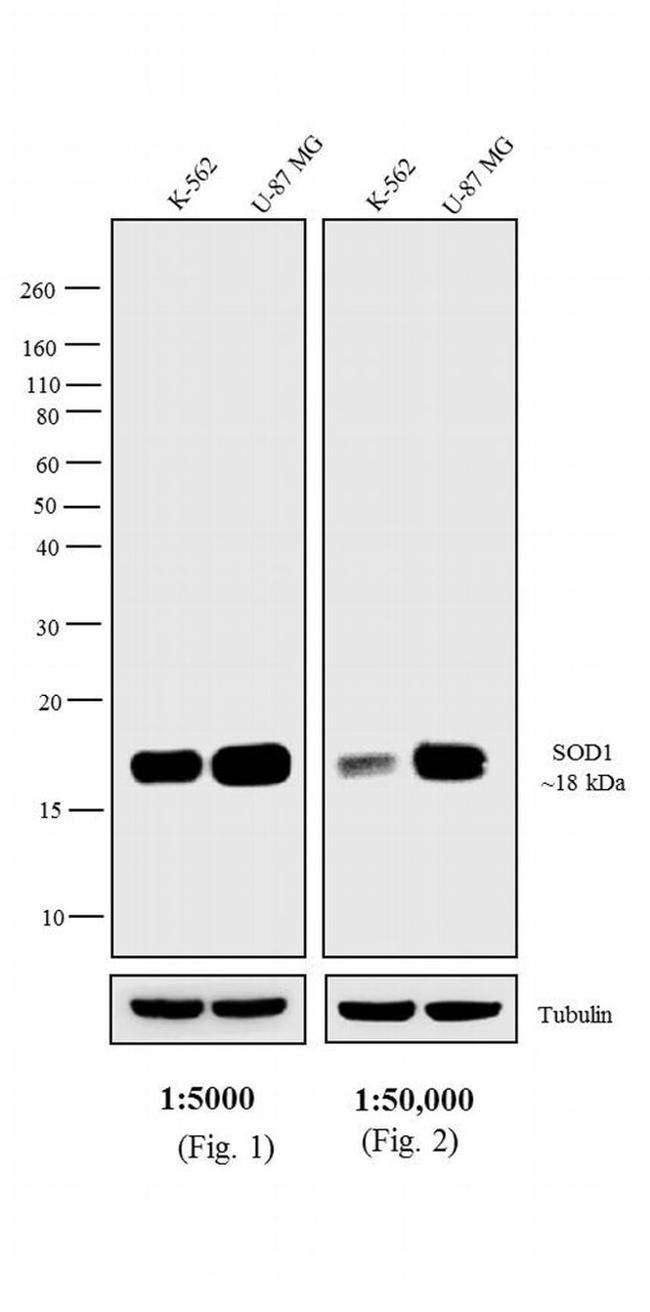 Mouse IgG F(ab')2 Secondary Antibody in Western Blot (WB)