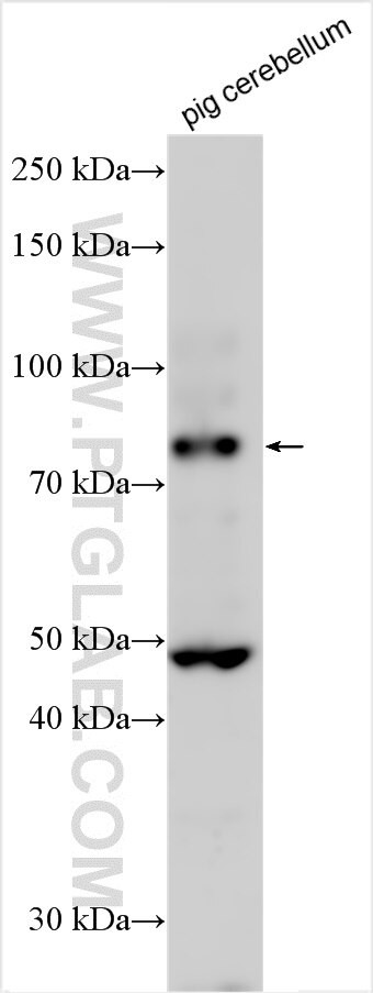 CCDC69 Antibody in Western Blot (WB)