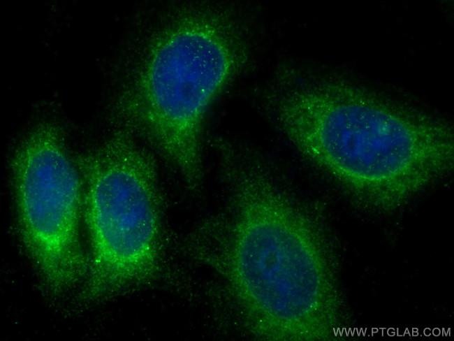 DAB1 Antibody in Immunocytochemistry (ICC/IF)