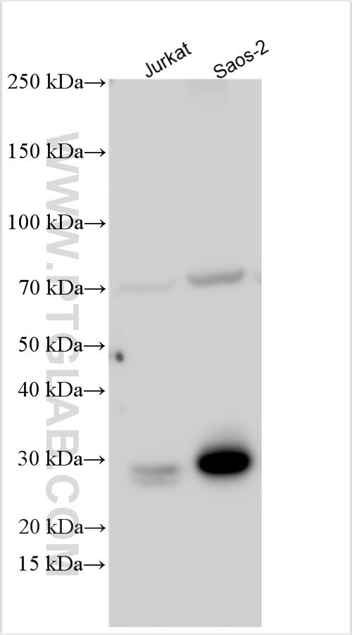 KIAA0323 Antibody in Western Blot (WB)