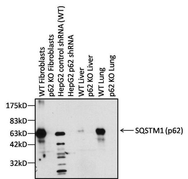Rabbit IgG F(ab')2 Secondary Antibody in Western Blot (WB)