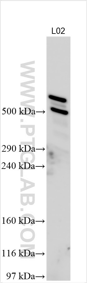 EPPK1 Antibody in Western Blot (WB)