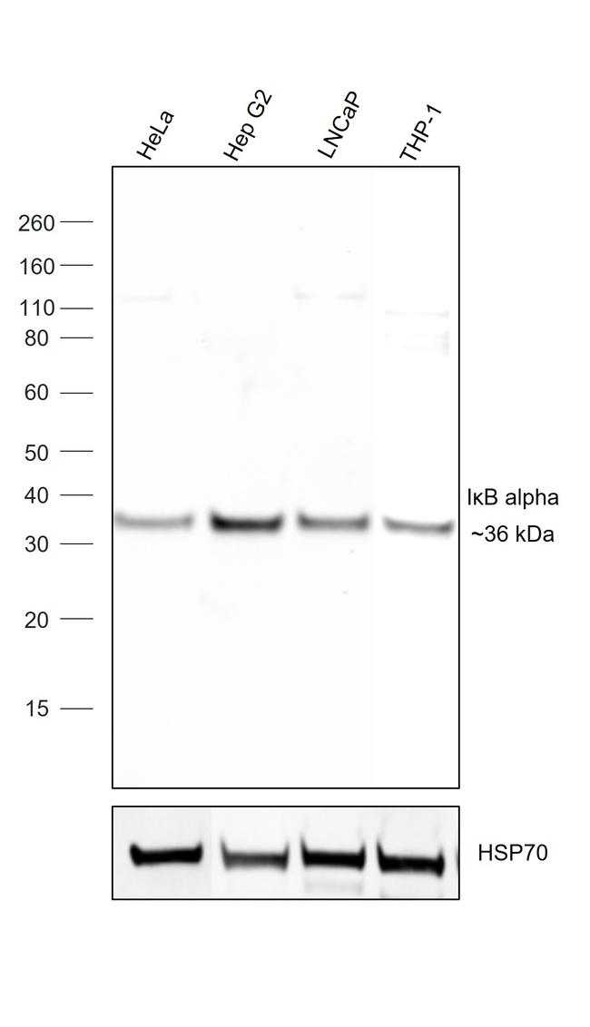 Rat IgG Fc Secondary Antibody in Western Blot (WB)