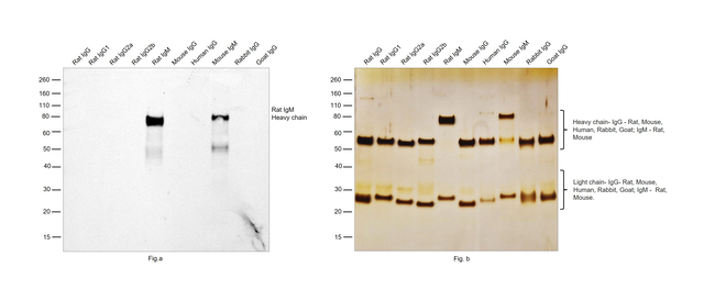 Rat IgM Secondary Antibody in Western Blot (WB)
